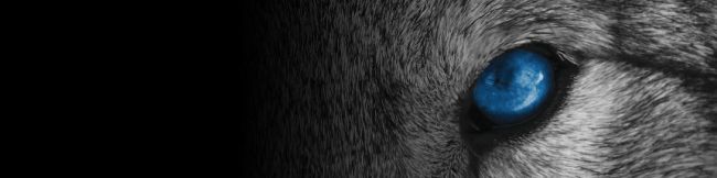 Mind the (Cyber-)Risk: Security Operations Services - ein Wachstumsmarkt 